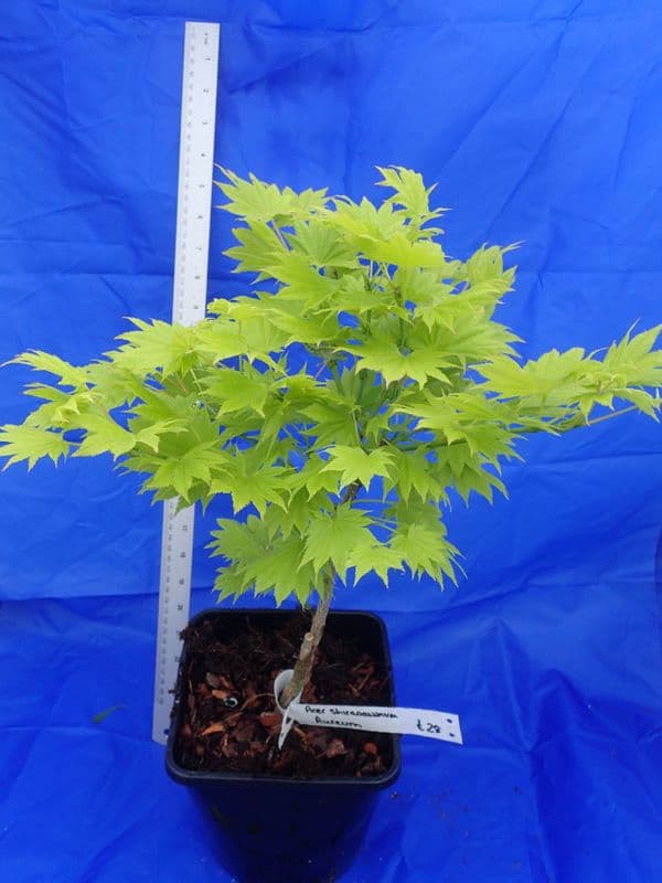 Acer Shirasawanum 'Aureum'