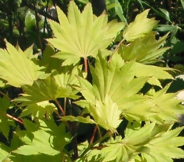 Acer shirasawanum 'Aureum'