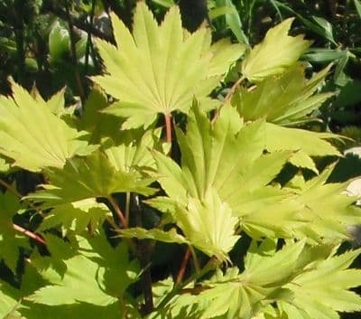 Acer Shirasawanum 'Aureum'