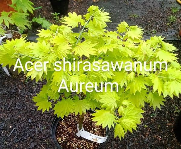 Acer shirasawanum 'Aureum'