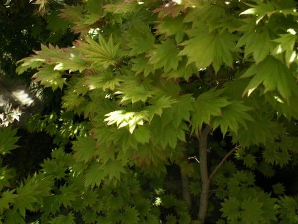 Acer Shirasawanum 'Aureum'