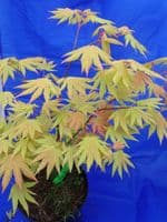 Acer shirasawanum 'Autumn Moon'