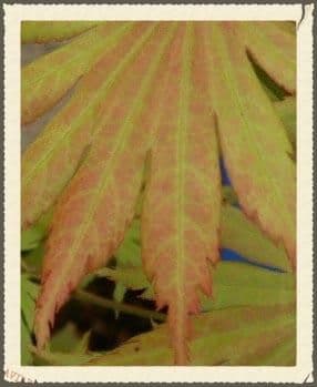 Acer shirasawanum 'Autumn Moon'