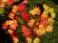 Acer shirasawanum 'Moonrise'