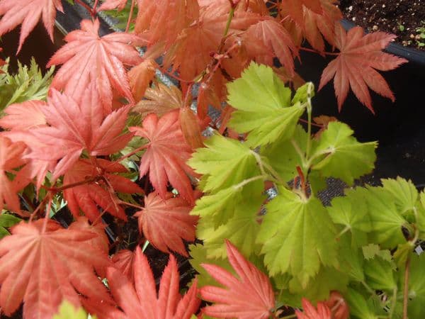 Acer shirasawanum 'Moonrise'