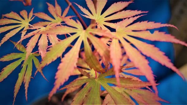 Acer shirasawanum 'Sensu'