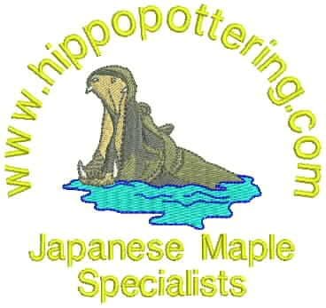 Black Friday Bare Root Deal 3 litre trees