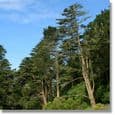 Forestry, Fencing & Garden Tools