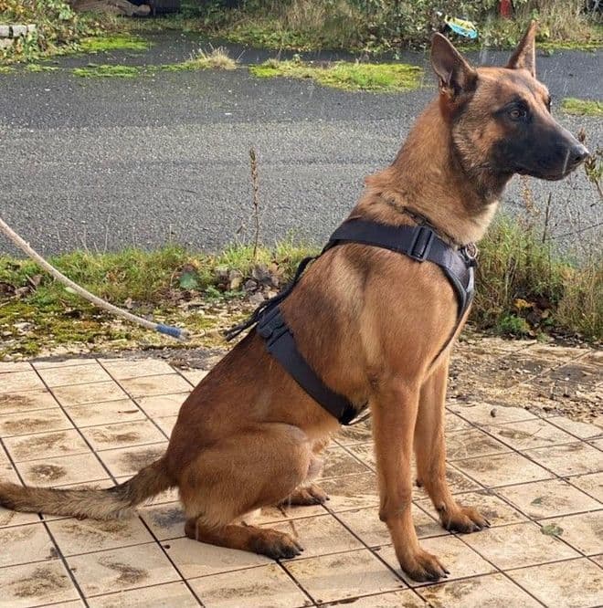 Tactical K9 Tracking Harness