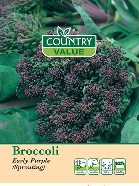Country Value Broccoli Early Purple (Sprouting) Seeds