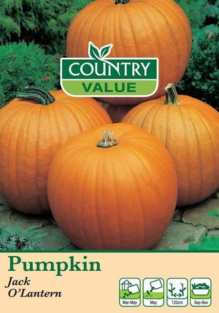 Country Value Pumpkin Jack O’Lantern Seeds