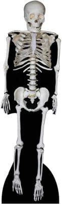 Halloween Skeleton Cardboard Cut Out