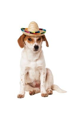 Pet Costume - Mexican Sombrero