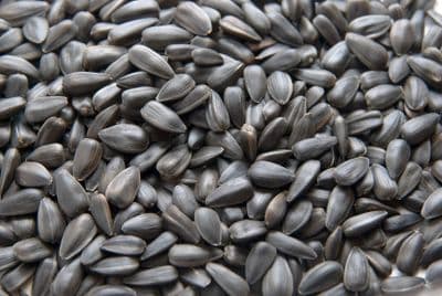 Black Sunflower Seeds 12.75kg