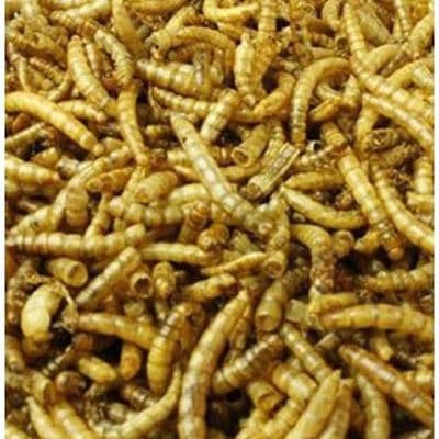 Mealworms